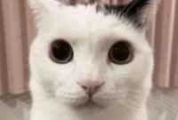50 Funny And Relatable Cat Memes That Might Make You Want To Rescue A ... What Are The Rights Of A Tenant In A Rental Agreement?